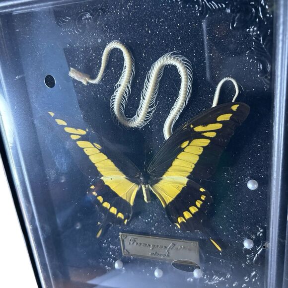 Framed 7x9 Snake Skeleton & King Swallowtail Butterfly (Papilio Thoas) - Picture 3 of 3